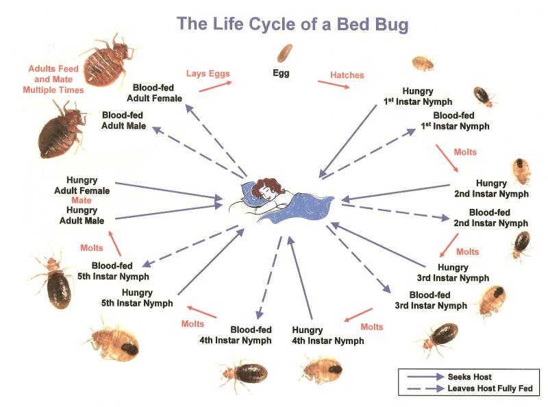 Bed Bug Identification & Life Cycle - Bed Bug Treatment Gatlinburg ...