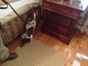 Bed Bug Canine Detection