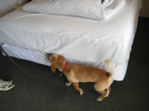 Canine Bed Bug Detection