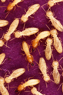 Termite control in Gatlinburg, Pigeon Forge, Tri-Cities - Chappell's Pest Control